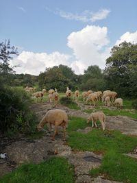 Sheep grazing in a field