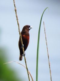 Close-up of bird perching on plant against sky