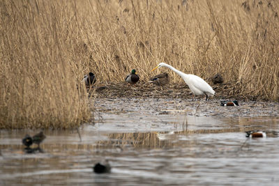 A great egret on a lake with its neck at full extention