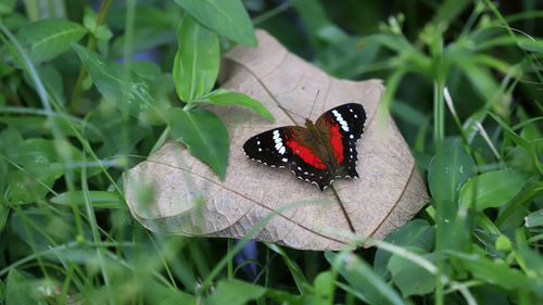 Close-up of butterfly on leaf