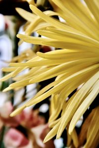 Close-up of yellow flowering plant