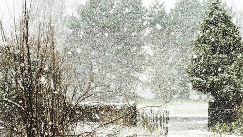 Bare trees against sky during winter