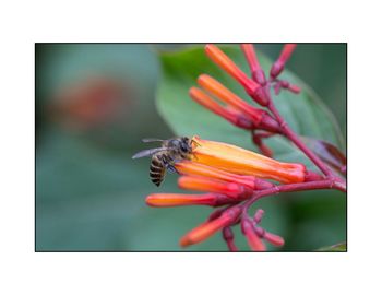 Close-up of insect on flower