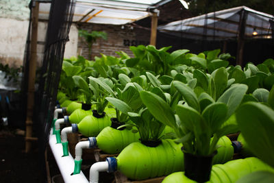 Close-up of potted plants in greenhouse