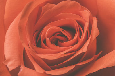 Close-up of red rose