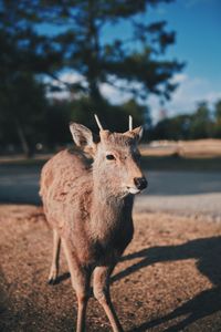 Portrait of deer