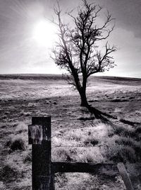 Bare trees on field