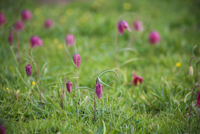 Snakes's head frittilary fritillaria meleagris growing in field
