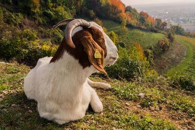Goat relaxing on field