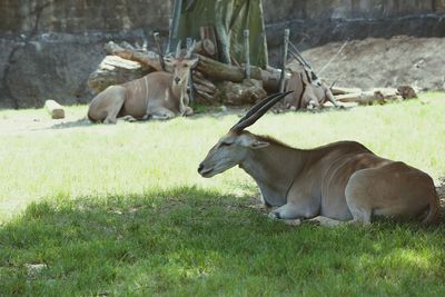 Common elands resting on field