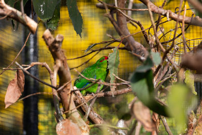 View of bird perching on branch