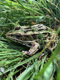 Northern leopard frog enjoying the early morning dew
