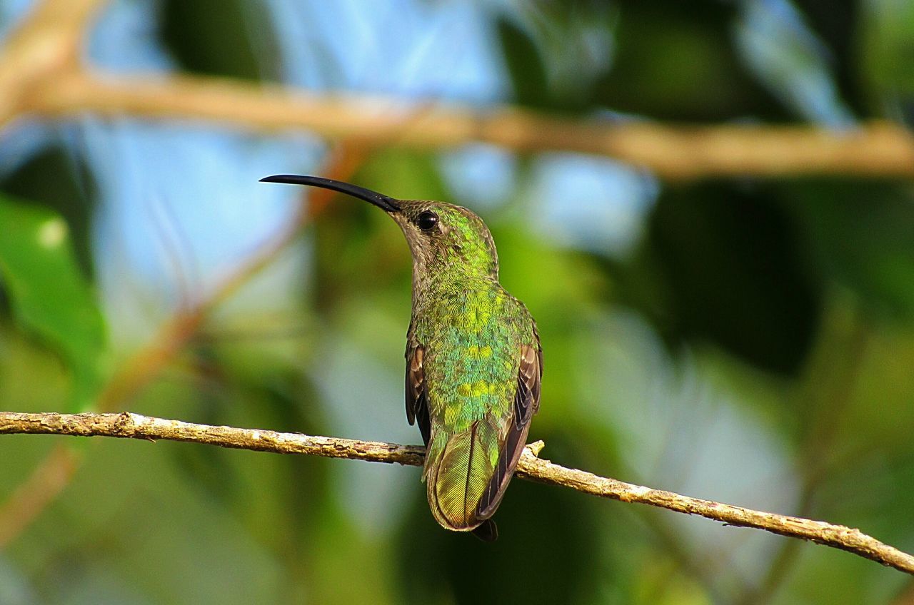 CLOSE-UP OF BIRD PERCHING ON TWIG