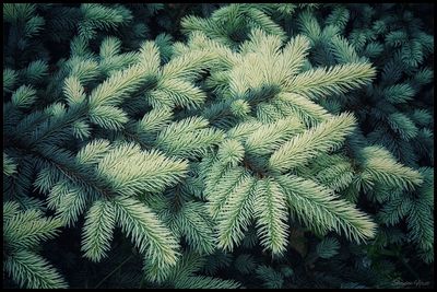 Full frame shot of green leaves