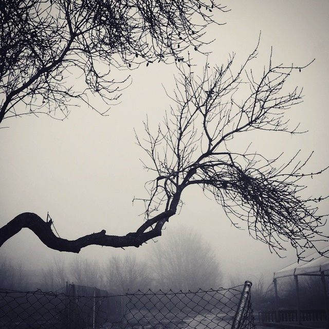 BARE TREES AGAINST THE SKY