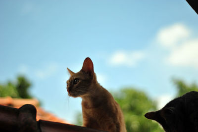 Close-up of a cat