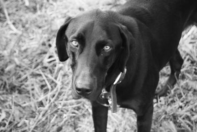 Close-up portrait of dog