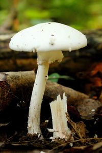 Close-up of mushroom growing outdoors