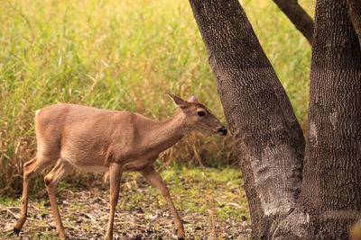 White-tailed deer odocoileus virginianus forages for clover in the wetland 