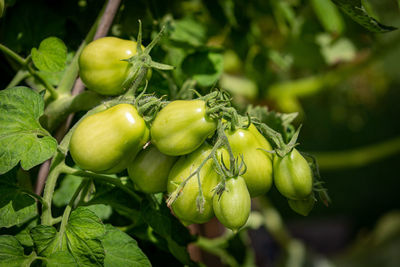 Close-up of fruits growing on plant