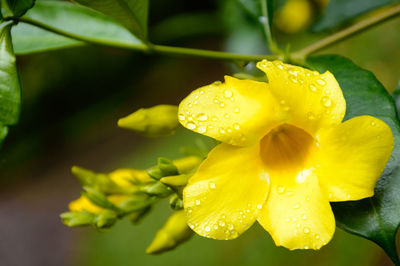 Close-up of wet yellow flower