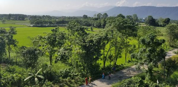 High angle view of trees on landscape