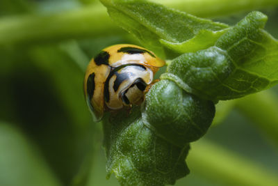 Close-up of insect on leaf