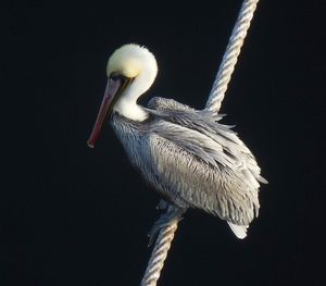 Close-up of bird perching