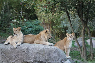 View of young lion relaxing on rock against trees