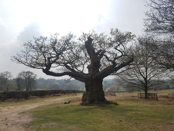 Bare tree on field against sky