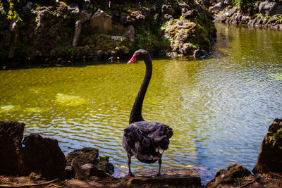 Swan on rock by lake