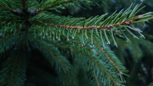 Close-up of leaves on tree