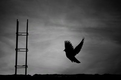 Low angle view of silhouette bird flying against sky