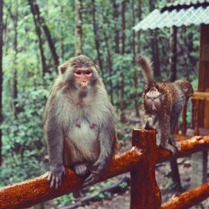 Close-up of monkey on tree in forest