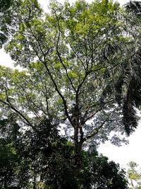 Low angle view of tree in forest