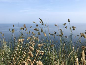 Close-up of plants growing on field against sky