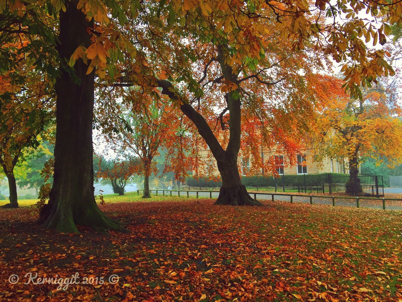 autumn, tree, change, season, leaf, orange color, growth, tree trunk, nature, park - man made space, tranquility, yellow, beauty in nature, branch, fallen, field, day, tranquil scene, outdoors, dry