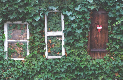 Ivy growing on wall