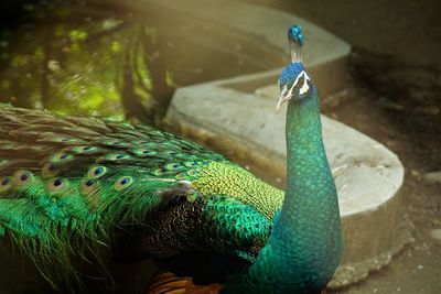 Close-up of peacock