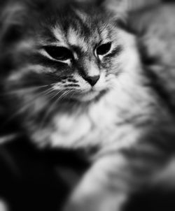 Close-up of kitten on bed