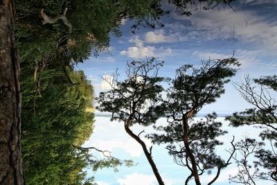 Low angle view of trees against sky