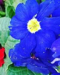 Close-up of purple flower