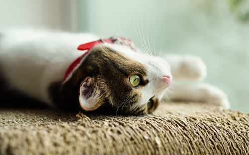 Close-up of a cat lying down