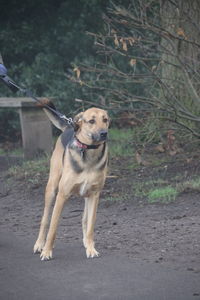 Dog on ground pulling on lead