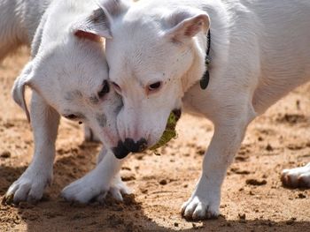 Close-up of dogs playing 