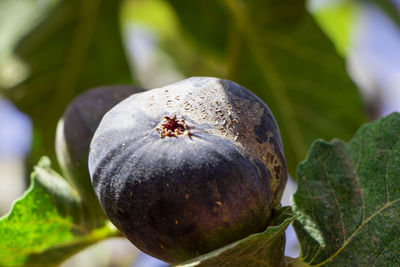 Close-up of fruit