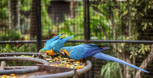 Close-up of blue parrot perching on tree