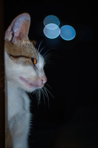 Close-up of cat looking away