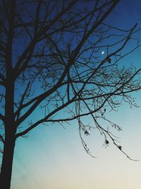 Low angle view of silhouette bare tree against sky