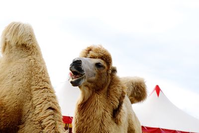 Close-up of an animal against sky